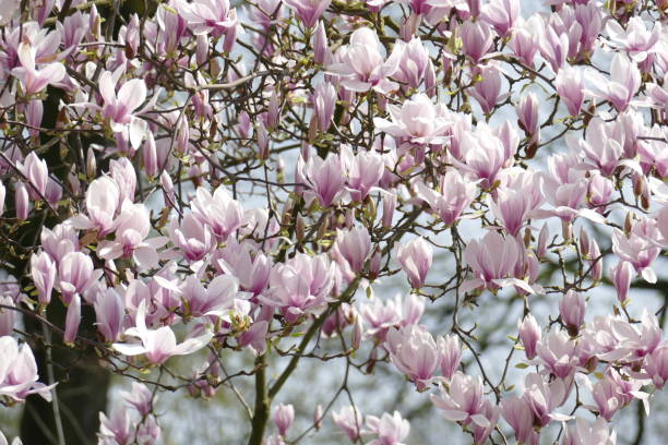 istock Pink magnolia blossoms on tree branches, Germany 1151591642
