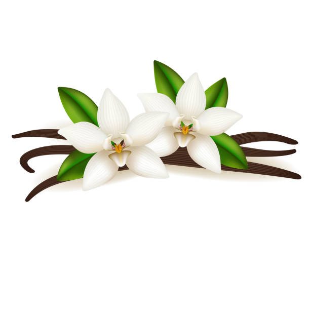 kuvapankkikuvitukset aiheesta vaniljatikkuja ja kukkaa, eristetty valkoisella taustalla. - yellow vanilla flower with green leaves