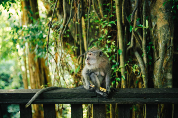 istock Macaque monkey near Ubud, Bali, Indonesia 1151592828