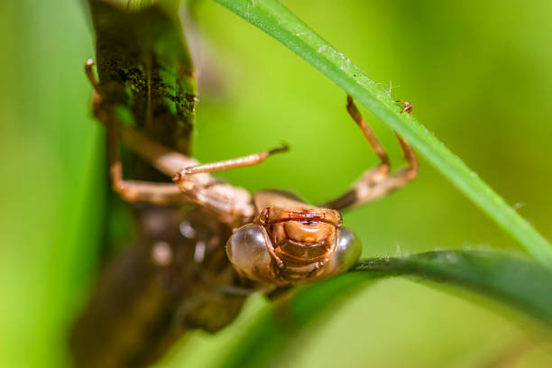 istock Head at a dragonfly shell at a blade of grass 1151593542