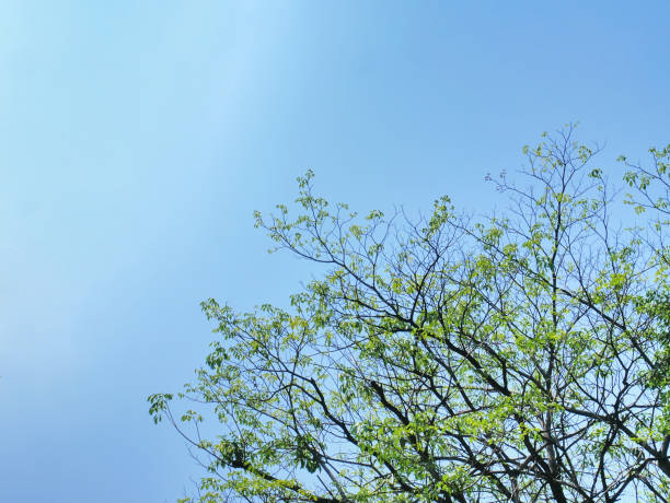 grande parte superior da árvore com folhas e filiais verdes de encontro ao céu azul desobstruído - treetop sky tree high section - fotografias e filmes do acervo