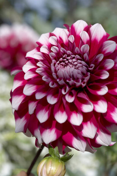 istock beautiful flowers blooming in spring 1151595234