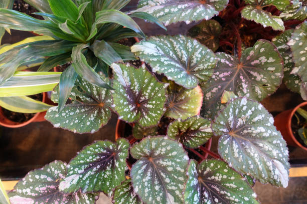 leaves of begonia rex close-up. Houseplants leaves of begonia rex close-up. Houseplants begoniaceae stock pictures, royalty-free photos & images