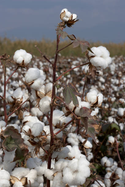 istock Cotton ball in full bloom 1151597252