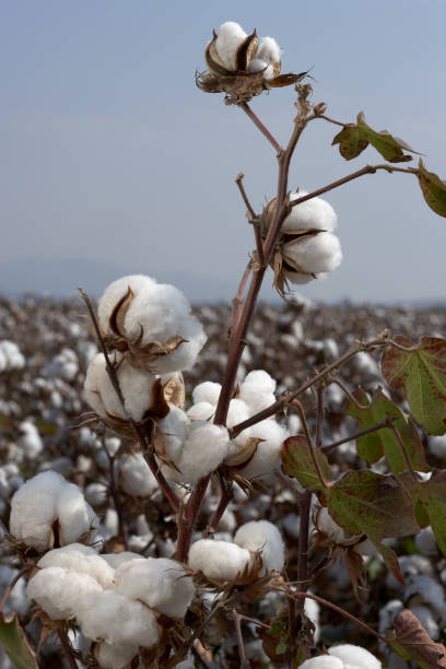 istock Cotton ball in full bloom 1151597458
