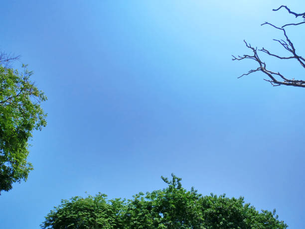 top de árbol con hojas verdes y ramas contra el cielo azul - treetop sky tree high section fotografías e imágenes de stock