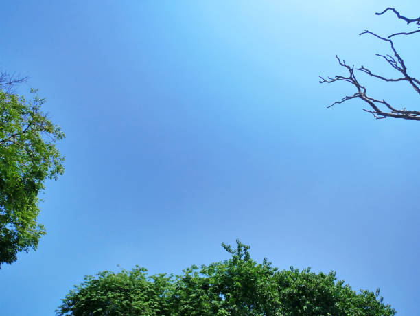 tree top with green leaves and branches against blue sky - treetop sky tree high section imagens e fotografias de stock