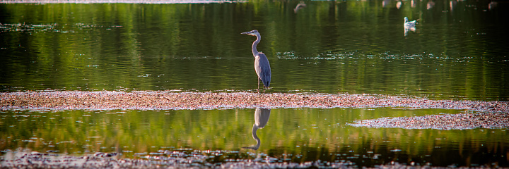 gray heron in search of food in the shoal of the lake in the evening. Summer season.Web banner. Ukraine. Europe.