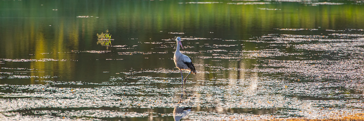 stork looking for food in the shallow water of a lake, hot day. Summer season. Web banner. Ukraine. Europe.