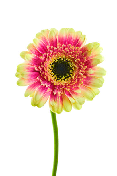 schöne blühende lila und gelb bunte gerberdaisy-blume auf stamm isoliert auf weißem hintergrund - gerbera daisy stem flower head pink stock-fotos und bilder