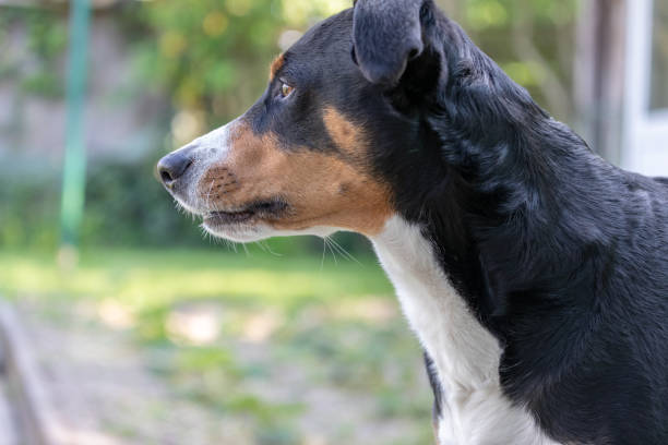 istock he dog is standing in the park in spring 1151597833