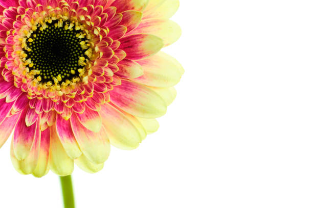 flor colorida roxa e amarela de florescência bonita da margarida do gerber na haste isolada no fundo branco - gerbera daisy stem flower head pink - fotografias e filmes do acervo