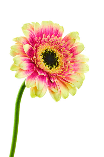 schöne blühende lila und gelb bunte gerberdaisy-blume auf stamm isoliert auf weißem hintergrund - gerbera daisy stem flower head pink stock-fotos und bilder