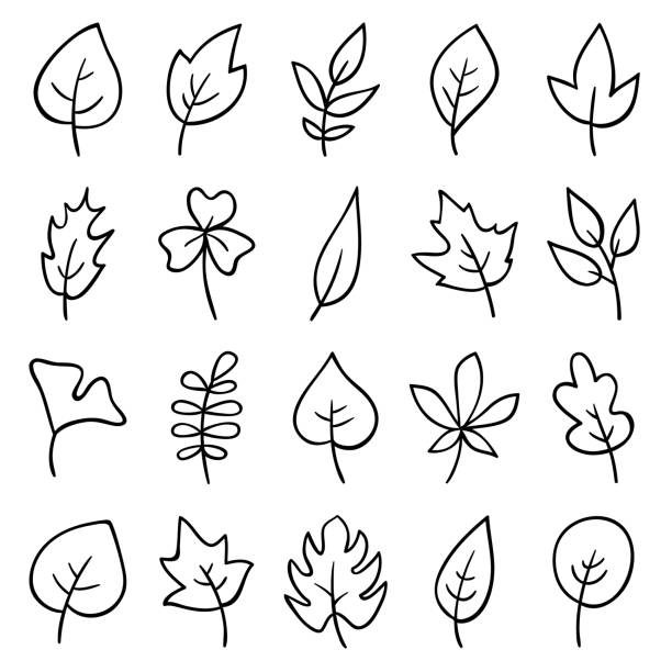 손으로 그린 나뭇잎 - symbol leaf white background isolated stock illustrations