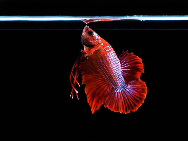istock Betta fighting of Thailand 1151597967