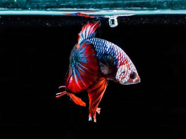 istock Betta fighting of Thailand 1151598072