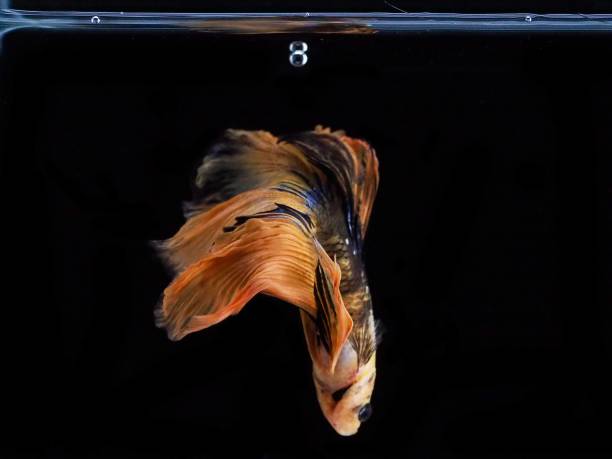 istock Betta fighting of Thailand 1151598597