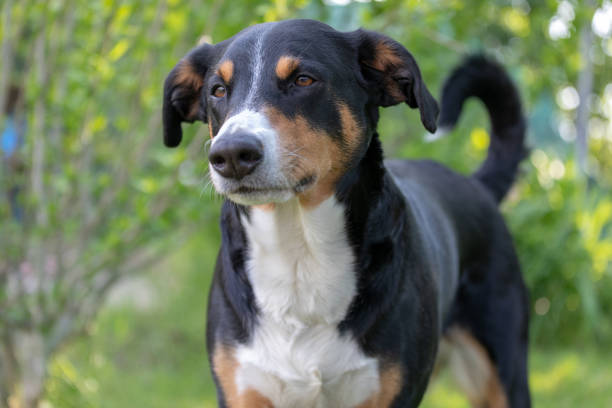 istock he dog is standing in the park in spring 1151599144