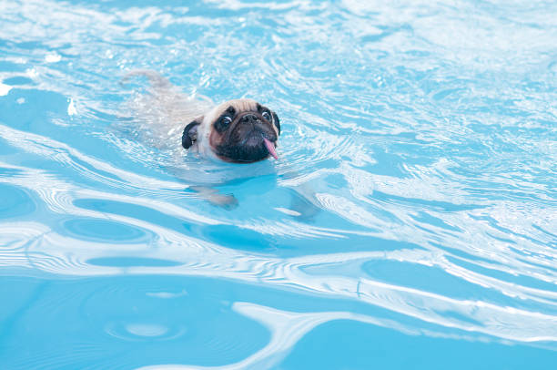 istock a cute dog Pug swim at a local public pool , float 1151599304
