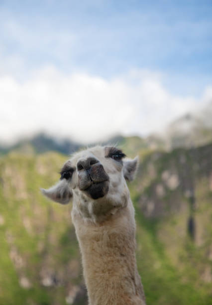 istock Peruvian lhama Blowing a Kiss 1151601479