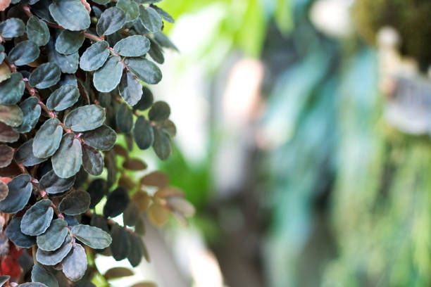istock Green leaf and tree branch with blur and bokeh background,Nature background 1151602920