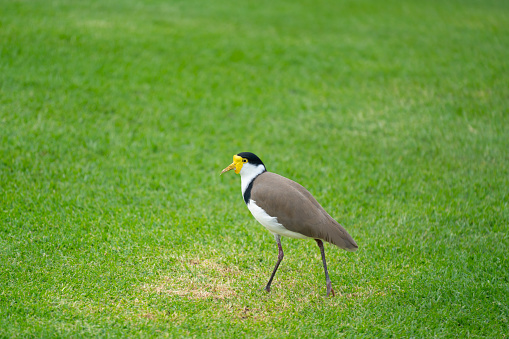 Masked Lapwing ( Vanellus miles ) standing on green grass