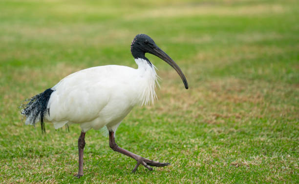 istock Australian white ibis walking on green grass 1151603069