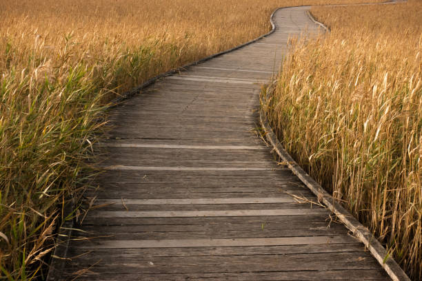 istock wooden boardwalk passing through golden colour grass 1151603185