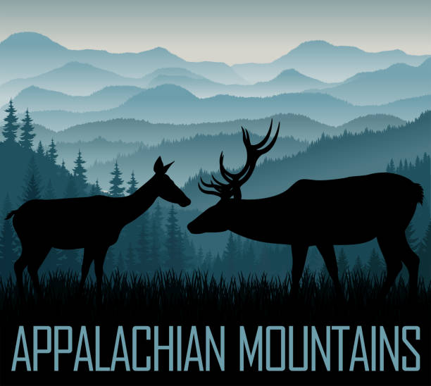 ilustraciones, imágenes clip art, dibujos animados e iconos de stock de vector montañas apalaches con un par de ciervos de cola blanca - mountain mountain range north carolina blue