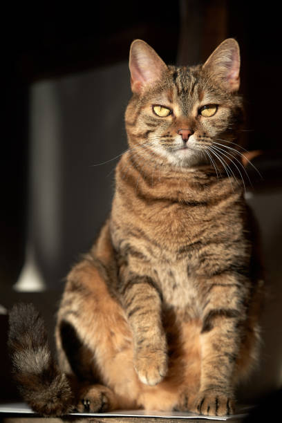 istock Portrait of a cat 1151604349
