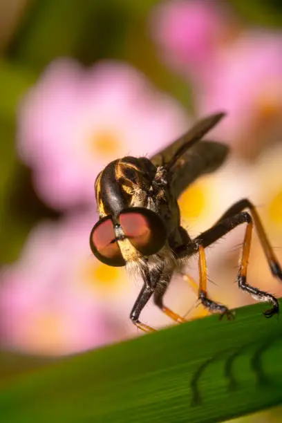 Common robberfly on a green plant tilted shot with pink flower background