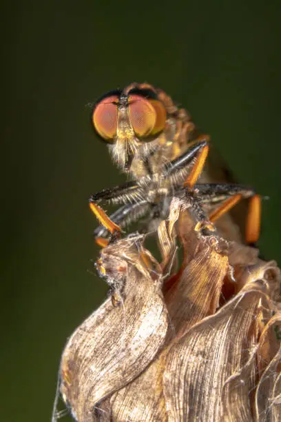Portrait close up full body shot of a common robber fly on a dry flower