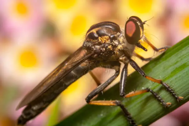 Full body shot of a robberfly with vibrant colours of the flowers in the background