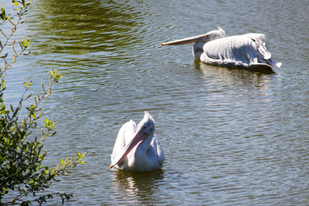 istock two white pelican on water and its reflection. 1151604588