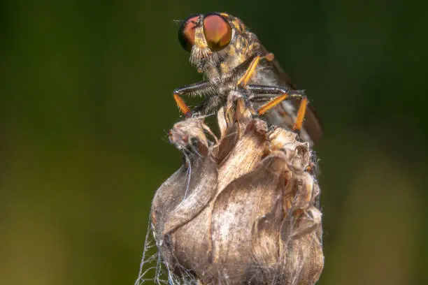 Full body shot of a common robber fly on a dry flower ready to jump out