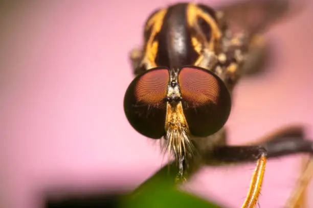 Landscape closeup shot of a common robberfly on green plant with pink flower background