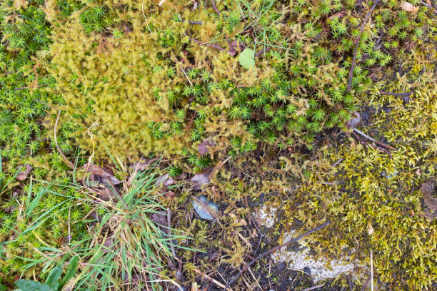 istock Sea weed Marine life, oceanic plants 1151605340
