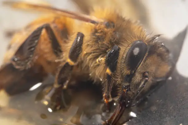 Closeup shot of a tired honeybee sitting on a spoon full of honey and drinking it