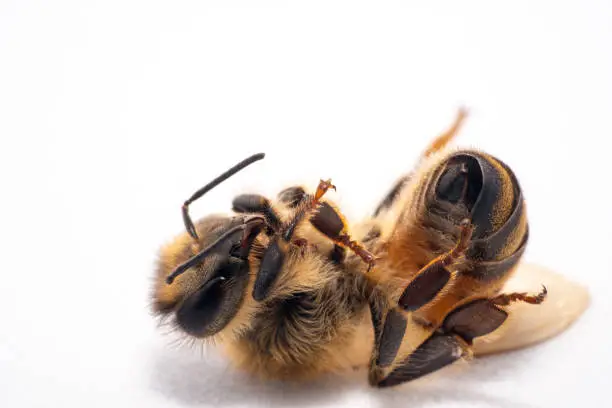 Tired honey bee lying down upside down with the whole body in focus on a white background