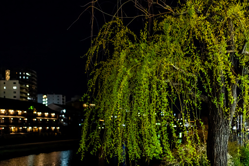 Kyoto, Japan closeup of willow tree green weeping leaves along Kamo river at night with bokeh background of illuminated buildings