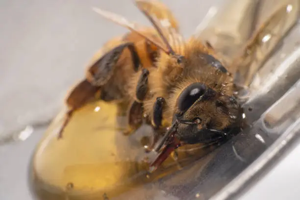 Closeup shot of a tired honeybee sitting on a spoon full of honey and sleeping