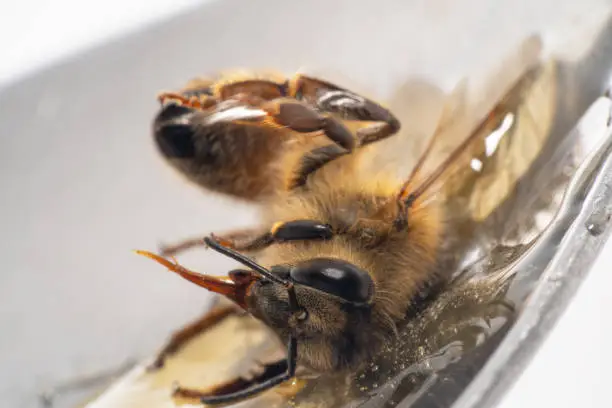 Upside down tilted bee with head down sitting on a spoon full of honey