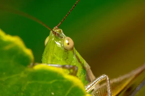 Green grasshopper hiding behind a green leaf with antennas pointing side ways. Green grasshopper is peeking