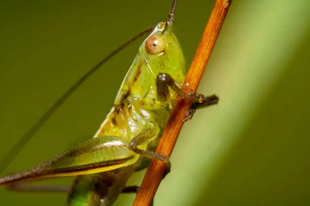 Close up shot of a Green grasshopper holding onto an orange stick with red eyes
