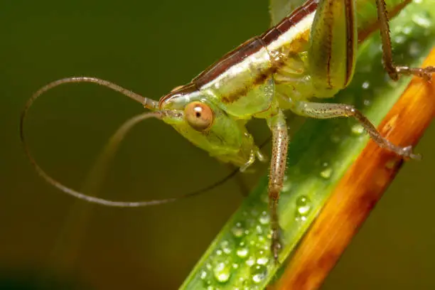 Green grasshopper crawling down upside down with big red eye and a curved antenna