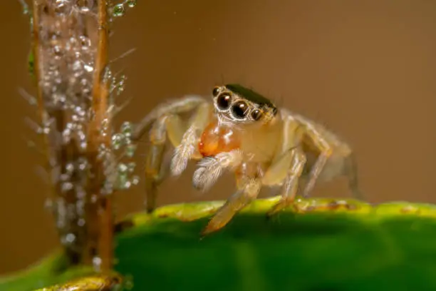 Light brown jumping spider looking curiously at water drops on a dry plant