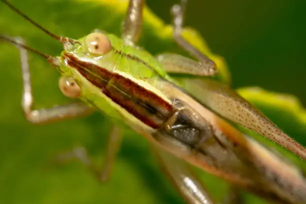 Green grasshopper top down shot with red line in the middle of the body from forehead to back