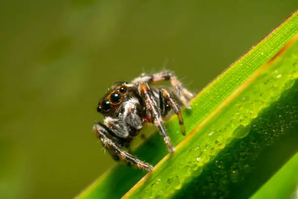 Orange and black jumping spider sitting diagonally on a green plant