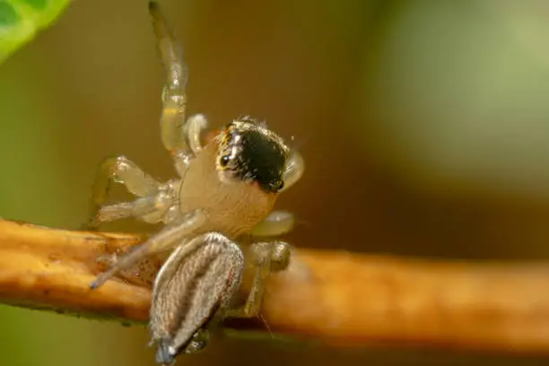 Light brown jumping spider trying high five top down shot