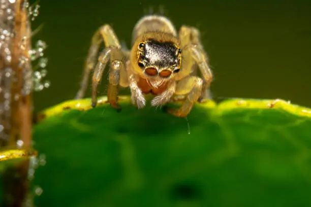 Light brown jumping spider looking down ready to jump with a lens like eyes